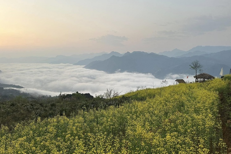Mùa hoa cải vàng trên mây. 