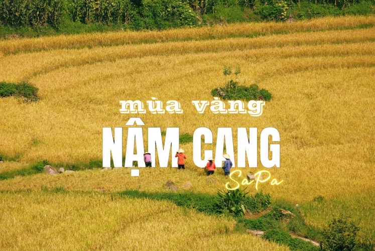 Nậm Cang | Sapa chính thức bước vào mùa vàng 