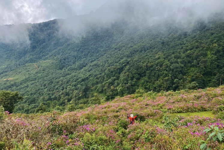 Có một mùa hoa Mua rực tím một góc trời Tây Bắc