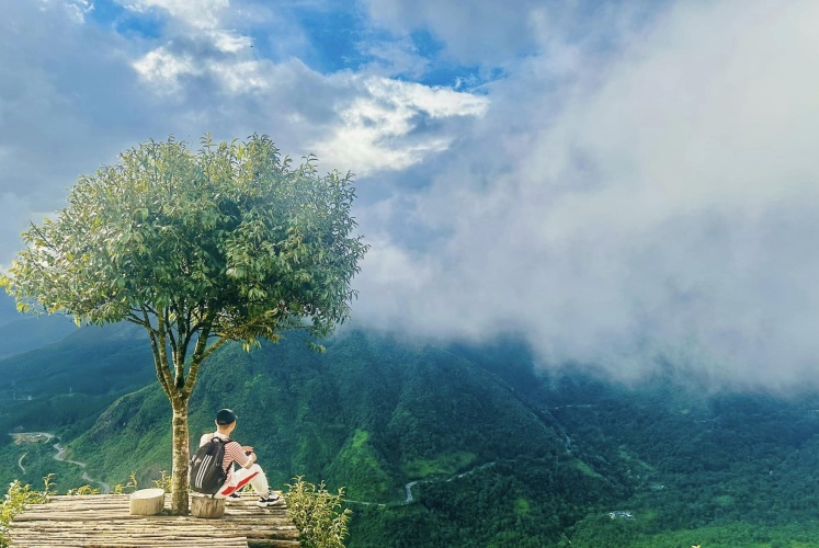 Một chiếc cây cô đơn trên đỉnh Ô Quy Hồ 