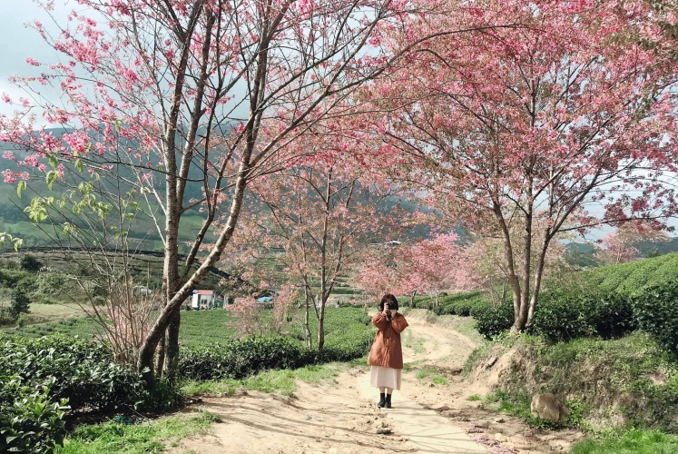 Tháng 11, có một Sapa hanh hao đến lạ kỳ