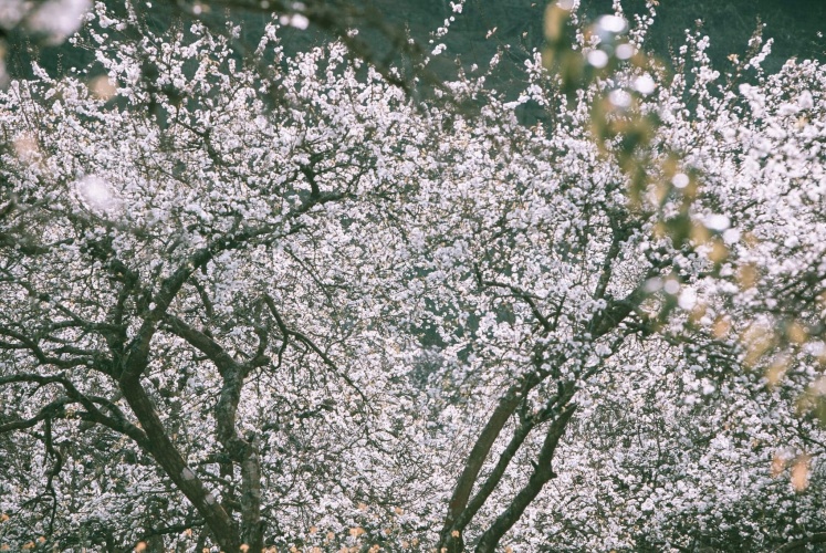 Đặc sản vùng cao không chỉ có những điệp trùng rừng núi 