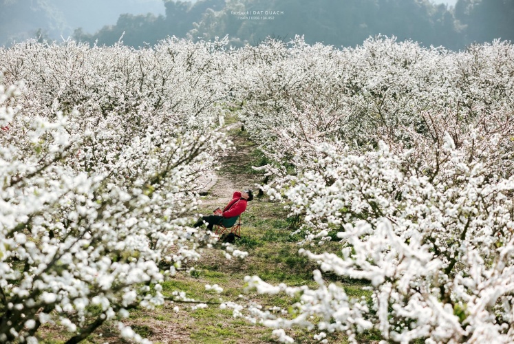 Check in Thung Lũng Mận Bông Gòn gì chưa các người đẹp ..
