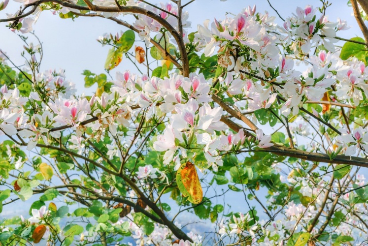 Mùa hoa Ban nở bên núi rừng Tây Bắc