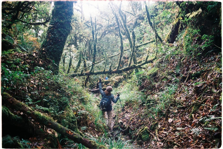 Cánh rừng nguyên sinh trên đường lên đỉnh Samu