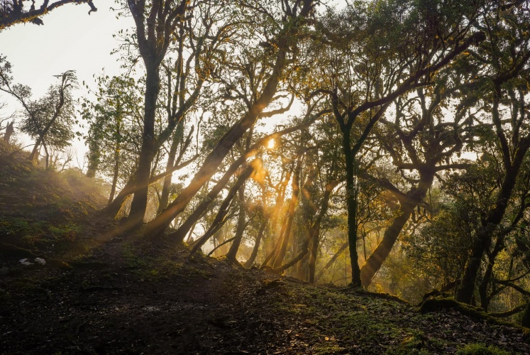 Khi nắng lên Sa Mu là khu rừng cổ tích