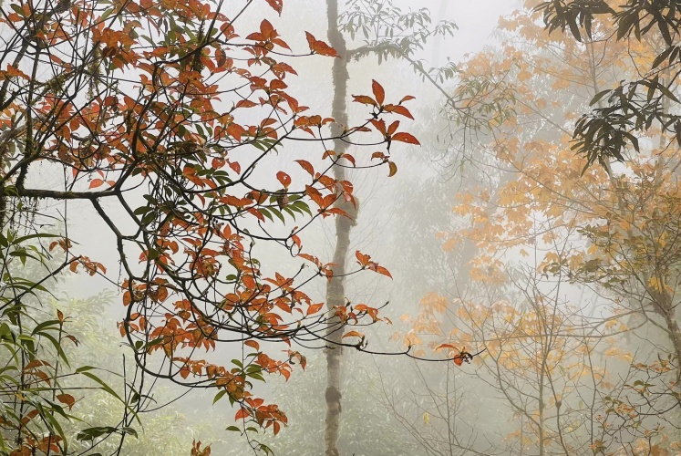 Mùa phong trên đỉnh Sa Mu