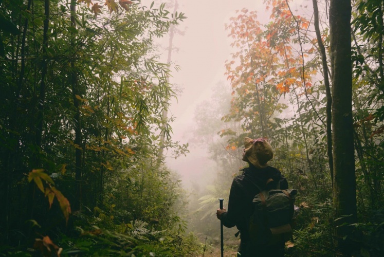 Rừng rêu, lá phong trên đỉnh Sa Mu - U Bò