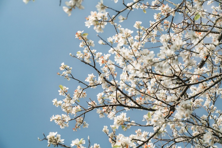 Một mùa hoa Sơn Tra nở rộ trên khắp nẻo đường Sơn La