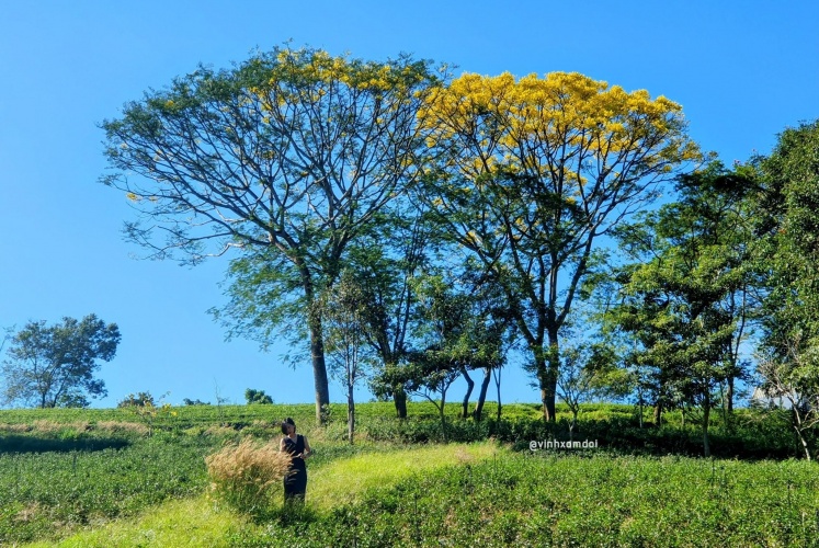 Phượng Vàng khoe sắc vàng khắp xứ B'lao