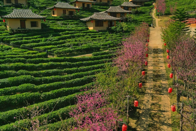 Mùa hoa anh đào ở Chiang Mai