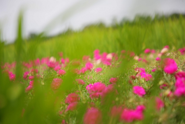 Cận cảnh vườn hoa mười giờ Gò Công quá là xinh!