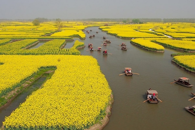 Làng hoa cải vàng rực rỡ ở Giang Tô (Trung Quốc)