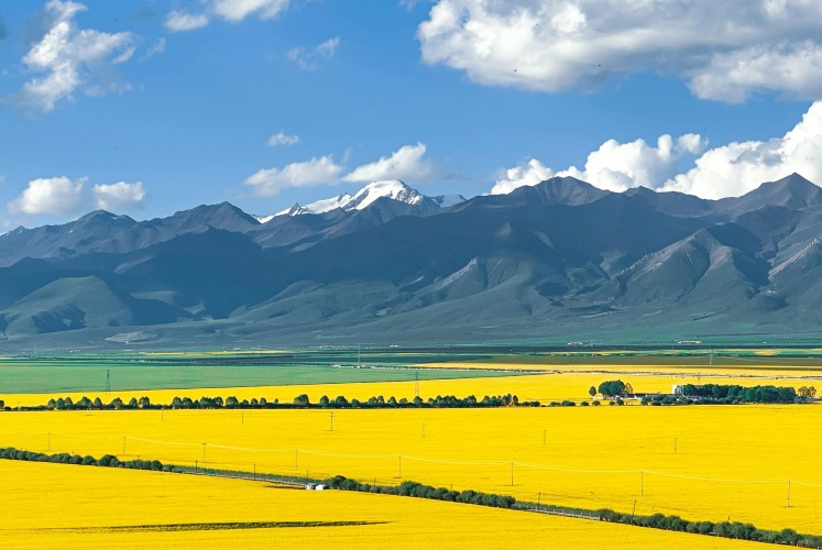 Mùa cải vàng Môn Nguyên 门源, Thanh Hải 青海 vào mùa đẹp nhất