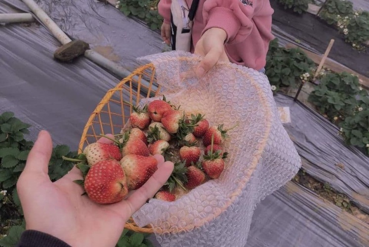 Chúng mình lên Tam Đảo hái dâu thả ga thôi nào