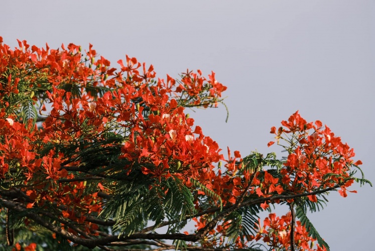 Mùa phượng đỏ trên những nẻo đường miền Tây