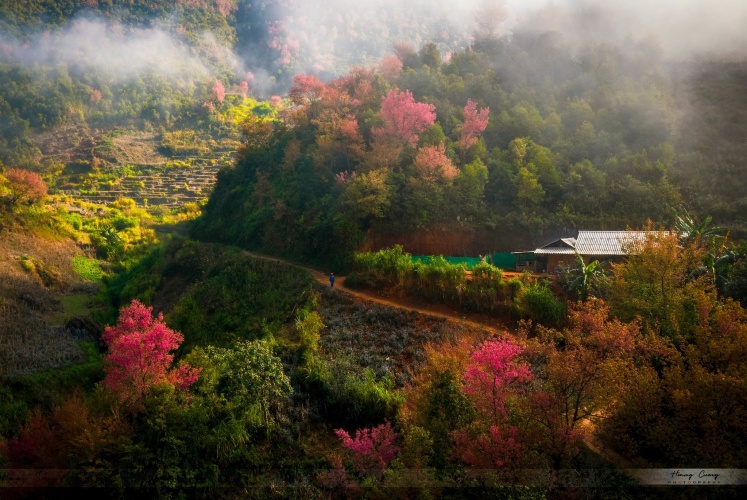 Ngắm nhìn Tây Bắc mùa hoa sang!