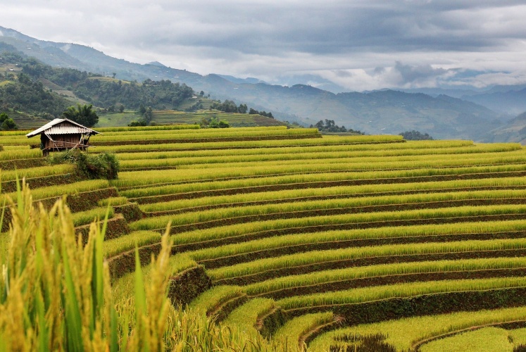 Mùa vàng Tây Bắc