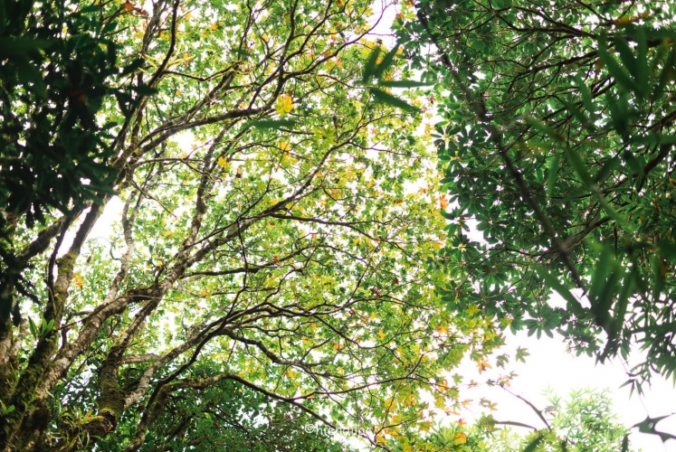 Khám phá Lùng Cúng - đỉnh núi cao thứ 11 tại Việt Nam với độ cao 2913m