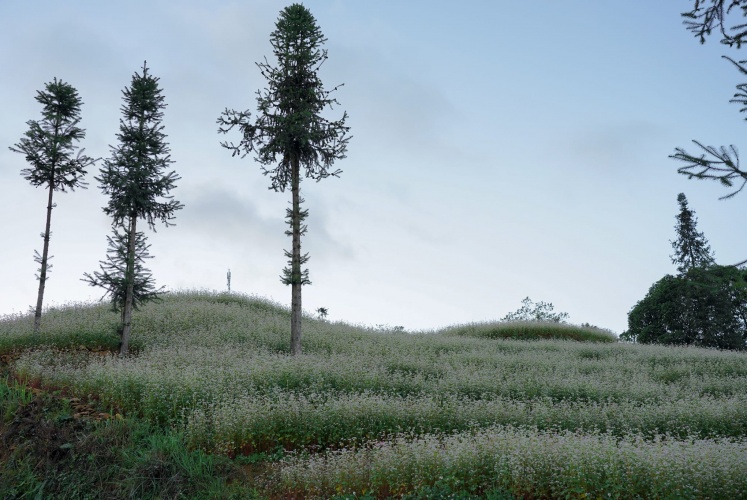 Tháng 8, cao nguyên đá nở hoa