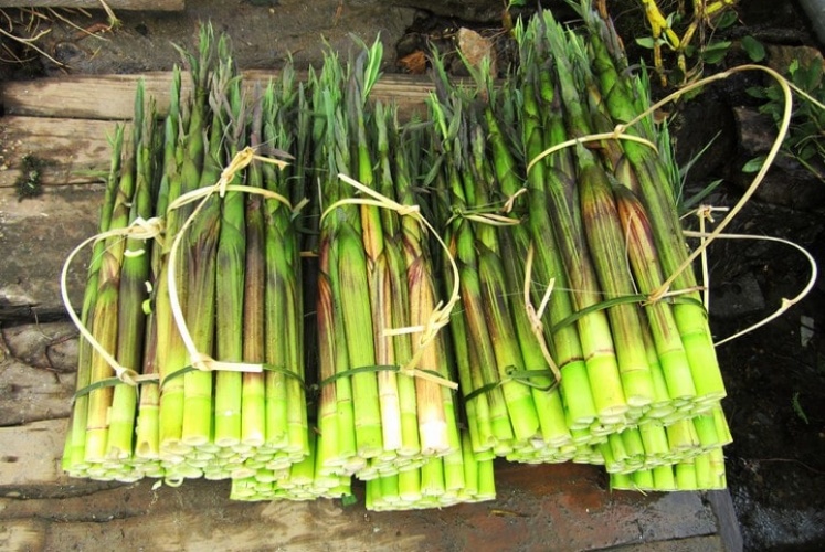 Măng gai Mù Cang Chải 