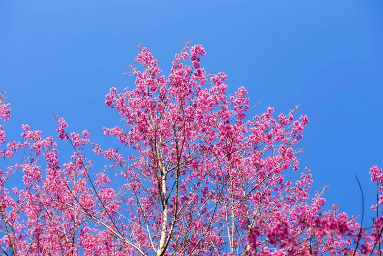 Mù Cang Chải khi không có sắc màu vàng óng .....