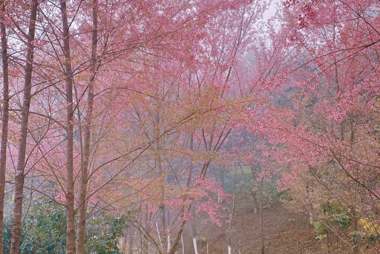 Dạo này mai anh đào ở Sapa đang nở rộ