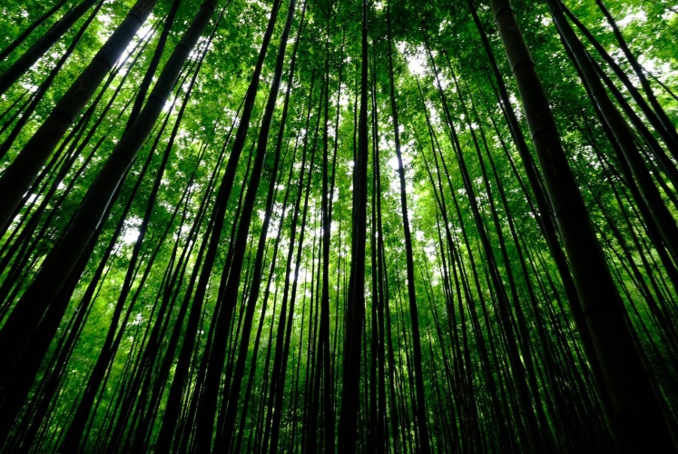 Nả Háng Tủa Chử - Rừng trúc đẹp tựa phim kiếm hiệp ở Mù Cang Chải