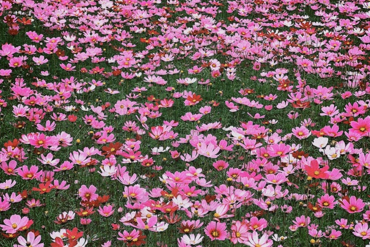 Tà Xùa mùa này có một cánh đồng hoa cánh bướm xiu mê tại cây cô đơn