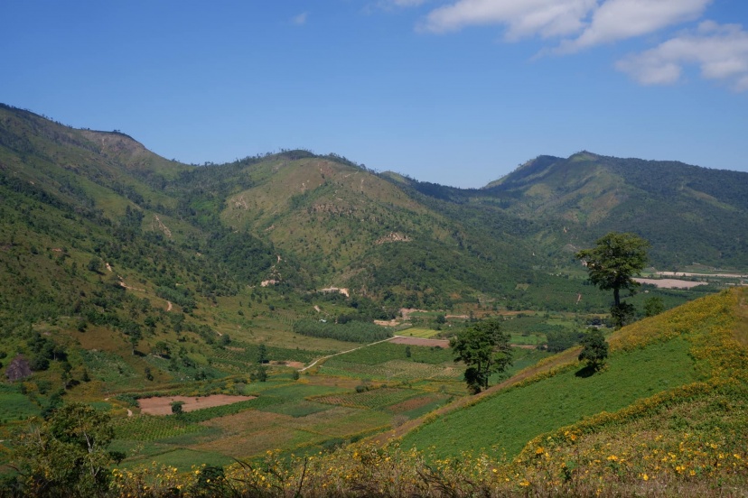 Ghé Thăm Pleiku Với Hàng Cây Thông Xanh Mướt Ghé Thăm Pleiku Với Hàng Cây Thông Xanh Mướt
