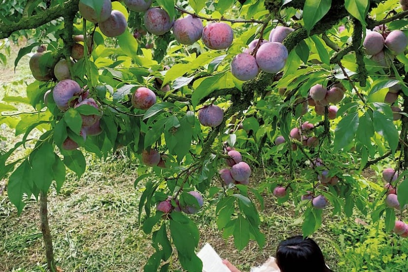 Trải Nghiệm Đi Hòa Bình - Mộc Châu Hái Mận 3 Ngày 2 Đêm Trải Nghiệm Đi Hòa Bình - Mộc Châu Hái Mận 3 Ngày 2 Đêm