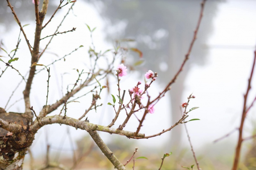 2 Ngày 1 Đêm Chữa Lành Ở Sì Thâu Chải - Bản Làng Đẹp Tựa Cổ Tích 2 Ngày 1 Đêm Chữa Lành Ở Sì Thâu Chải - Bản Làng Đẹp Tựa Cổ Tích