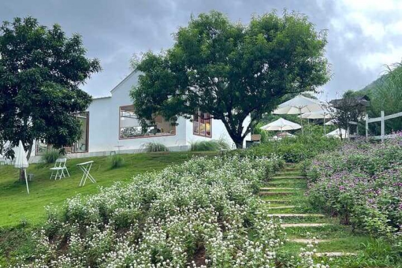 Ghé Thăm Mộc Châu Vào Mùa Lê