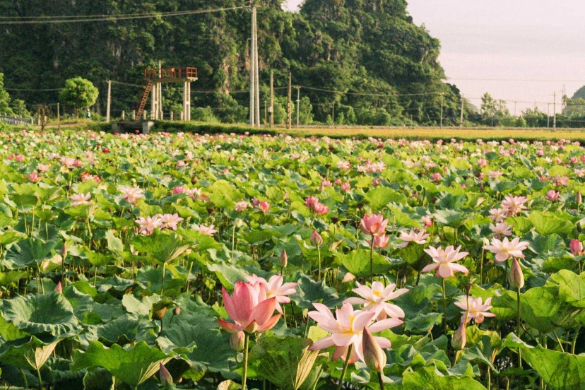 Review Khám Phá Ninh Bình 2 Ngày 1 Đêm Chỉ Review Khám Phá Ninh Bình 2 Ngày 1 Đêm Chỉ