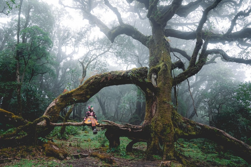 Trekking Sa Mu - U Bò Với Rừng Rêu Cổ Kính Bậc Nhất Trekking Sa Mu - U Bò Với Rừng Rêu Cổ Kính Bậc Nhất