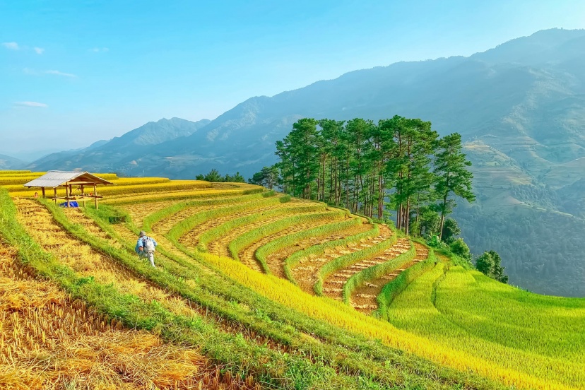 Review Một Chuyến “Săn Ảnh” Vi Vu Mù Cang Chải Mùa Lúa Chín Review Một Chuyến “Săn Ảnh” Vi Vu Mù Cang Chải Mùa Lúa Chín