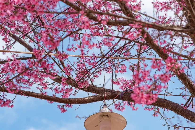 Lịch Trình “Săn Hoa” Ở Tớ Dày - Mù Căng Chải Lịch Trình “Săn Hoa” Ở Tớ Dày - Mù Căng Chải