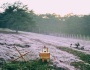 Đồi cỏ hồng Đà Lạt | Một sớm mùa đông.