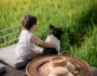 Hội An sắp vào mùa lúa non xanh mơn mởn