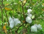 Trải nghiệm vườn “ổi ngọc” Đắk Glong - lại có quà mang về