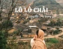 LÔ LÔ CHẢI