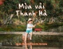 Mùa Vải Thanh Hà