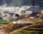 Hoa Mận