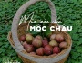 “Cập nhật” mận chín Mộc Châu | Tháng 4