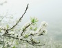 Đón Tết cùng đồng bào Mông ở Tà Số