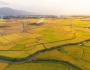 Mùa vàng rực rỡ bên dòng sông Cái, thành phố Nha Trang.