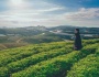 Đồi chè Đông Giang “thiên đường xanh” của Quảng Nam
