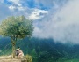 Một chiếc cây cô đơn trên đỉnh Ô Quy Hồ