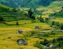 UPDATE - Mùa lúa chín tại Sapa, Y Tý