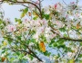 Mùa hoa Ban nở bên núi rừng Tây Bắc